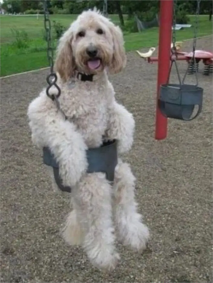 A dog playing on a swing - Dogs Acting Like Humans.