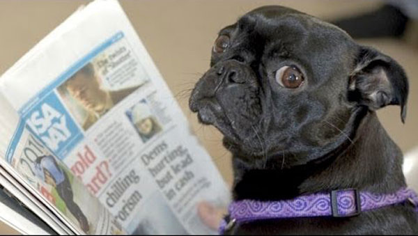 A dog reading a newspaper - Dogs Acting Like Humans.