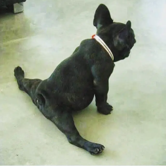 A dog doing the side splits - Dogs Acting Like Humans.