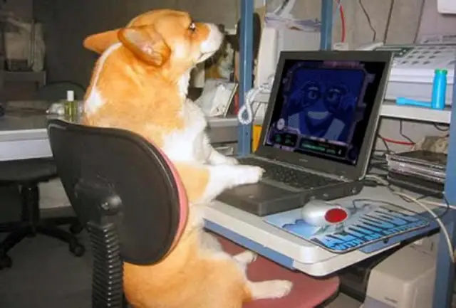 A dog sitting at a desk using a computer - Dogs Acting Like Humans.