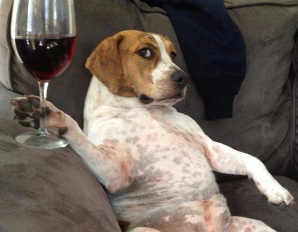 A dog sitting on a couch holding a glass of wine.