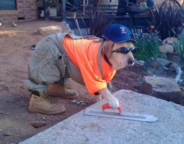 A dog dressed like a tradie cementing the backyard - Dogs Acting Like Humans.