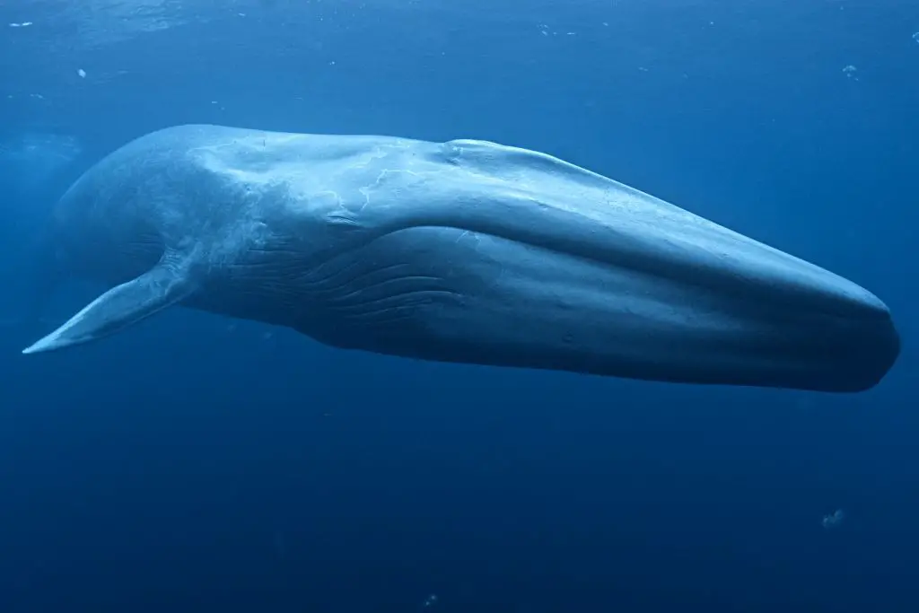 The world's largest animal is the blue whale.