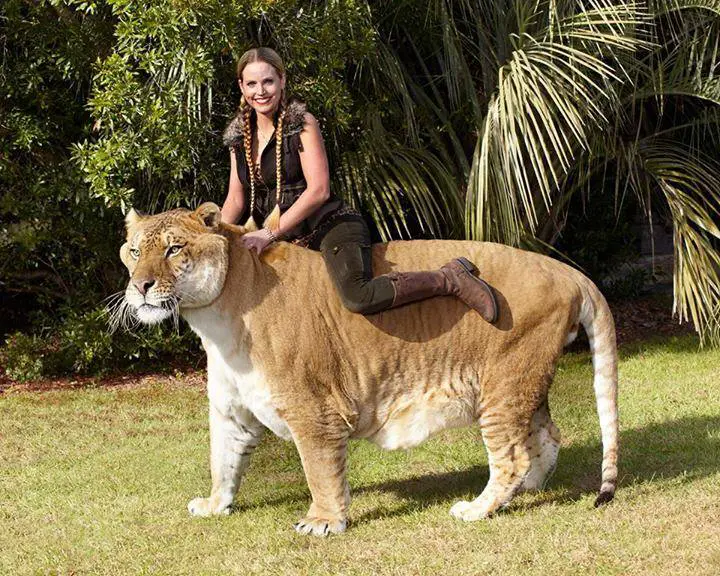 The Liger is the world's largest cat.