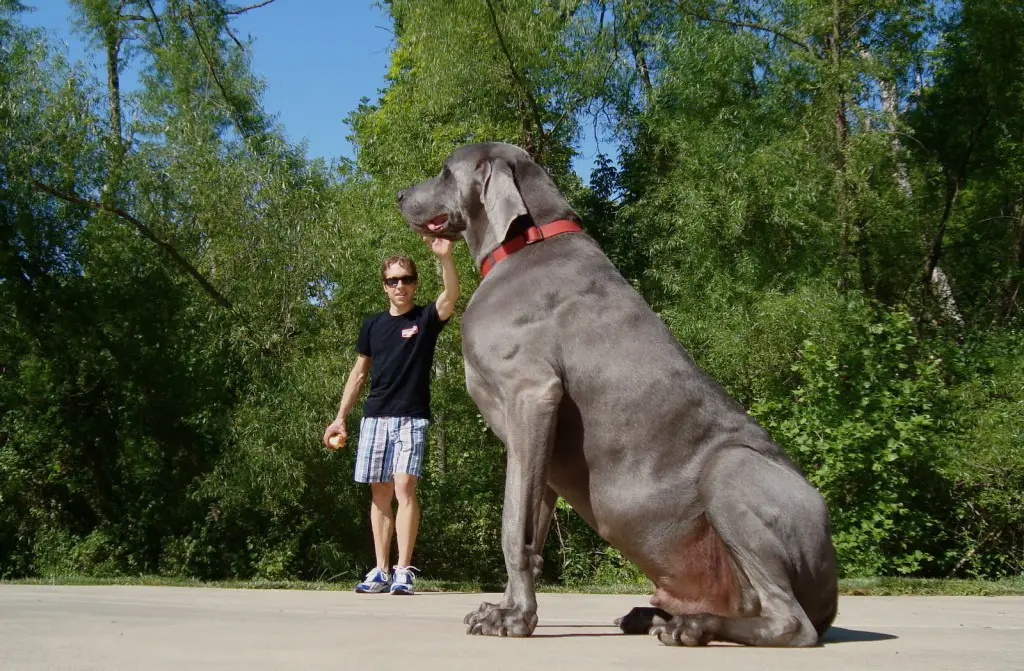 The great dane is the world's largest dog.