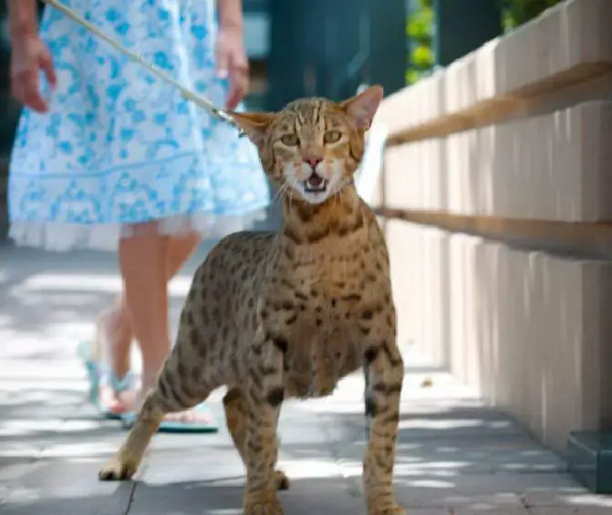 The African Savannah is the world's largest breed of domestic cat.