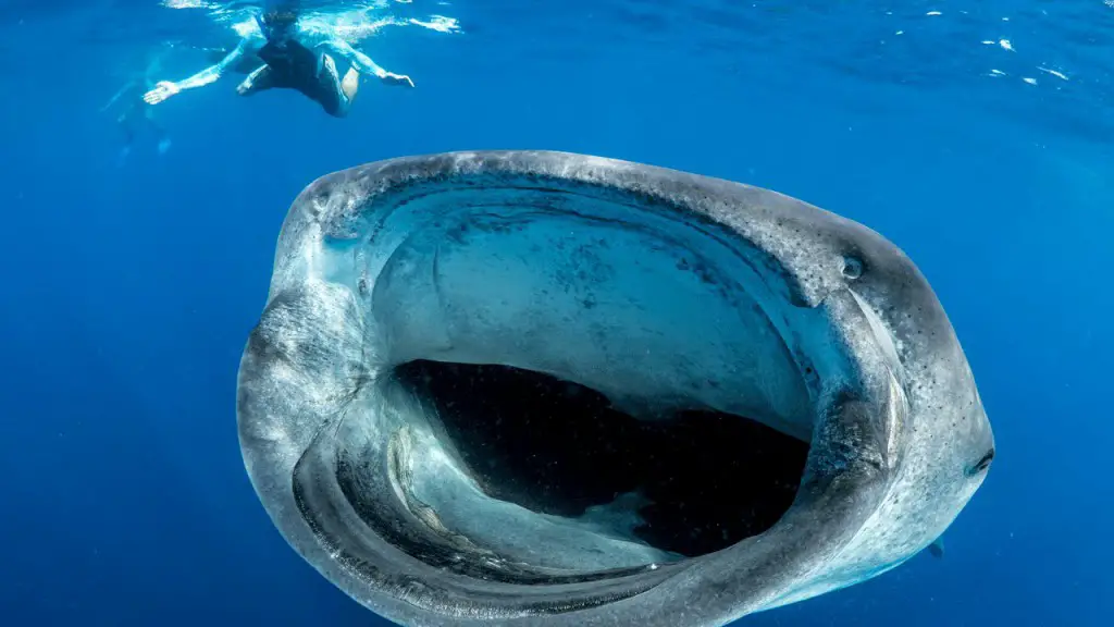 The whale shark is the world's largest fish.
