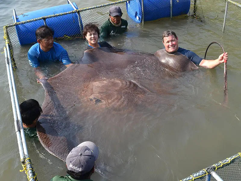 The giant stingray is the world's largest freshwater fish.