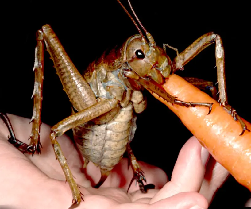 The giant weta is the world's largest insect.