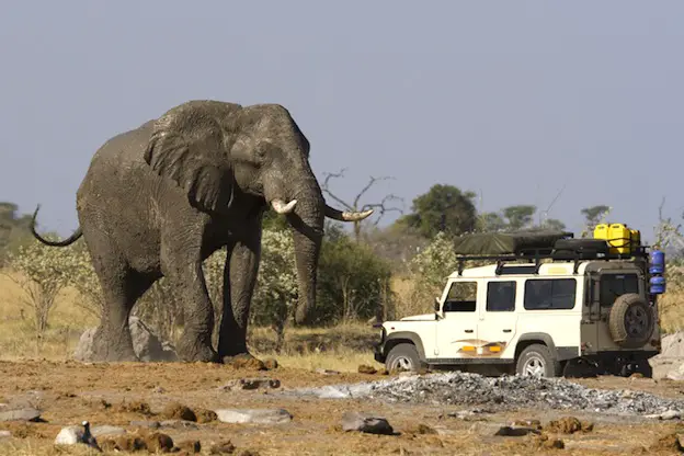 The world's largest land animal is the African elephant.