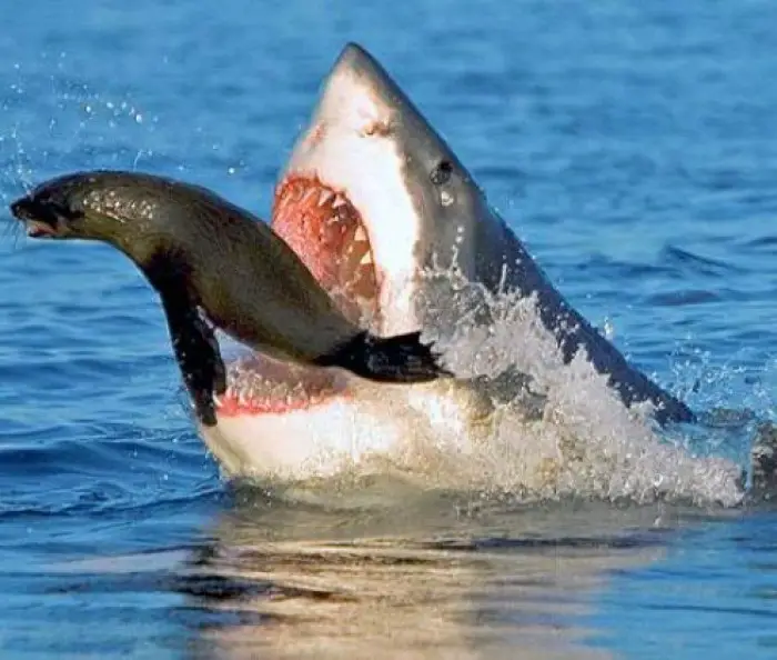 A large great white shark attacking a seal.