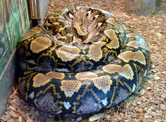 A large reticulated python curled up.