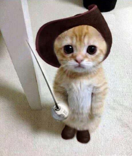 A real cat dressed as Puss In Boots - Cats In Hats.