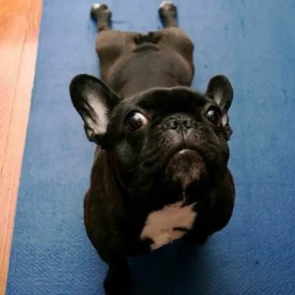 A dog doing yoga - Dogs Acting Like Humans.