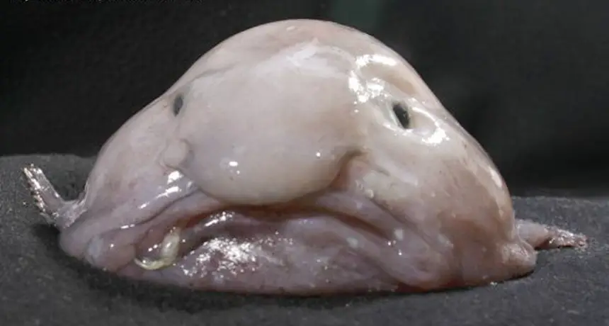 A blobfish out of water - 8 Most Alien-Like Creatures On Earth.