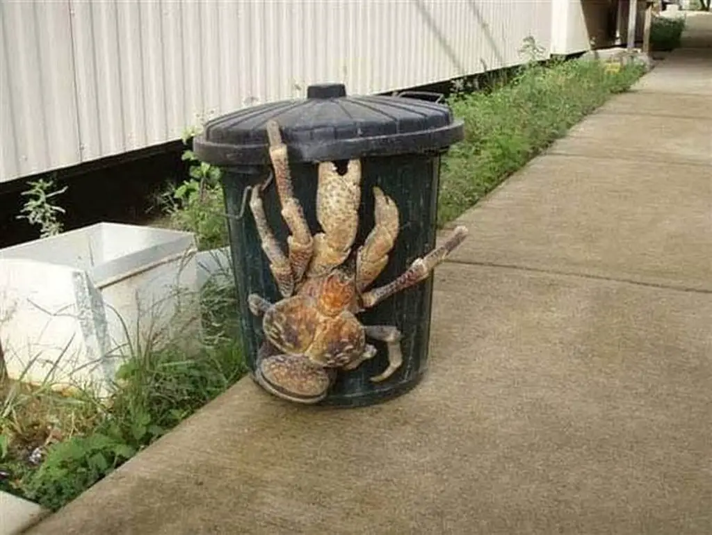 A coconut crab opening a bin - 8 Most Alien-Like Creatures On Earth.