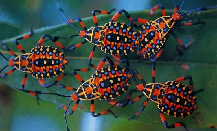 Colourful coreid bug nymphs on a leaf - World's Cutest And Most Colourful Insects.