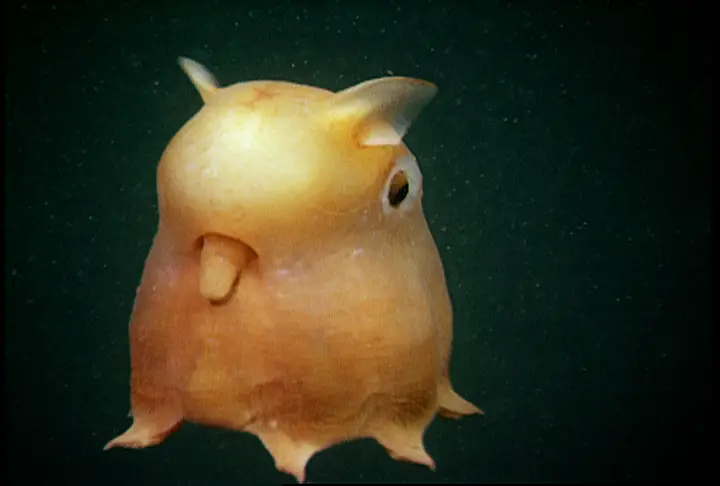 A yellow Dumbo octopus - 8 Most Alien-Like Creatures On Earth.