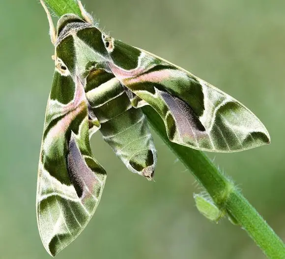 Oleander hawk moth displaying its wing pattern - World's Cutest And Most Colourful Insects.