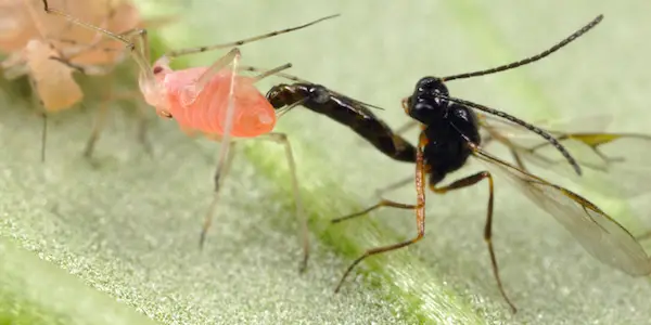 A parasitic wasp injecting eggs into a host insect - 8 Most Alien-Like Creatures On Earth.