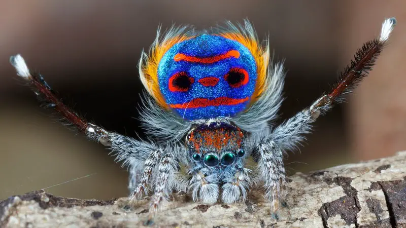 A peacock spider showing its brightly coloured abdomen - World's Cutest And Most Colourful Insects.