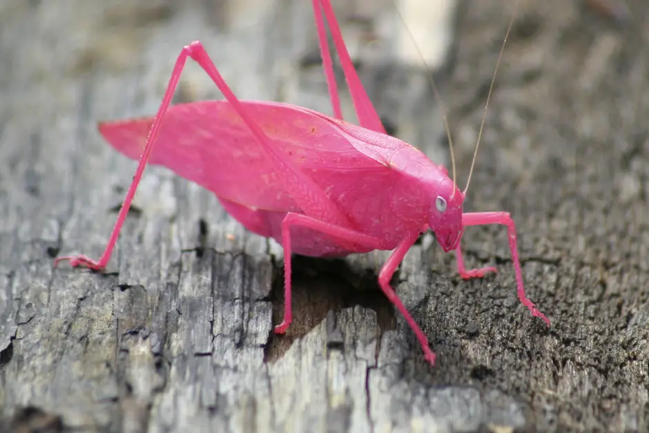 Pink katydid on a tree - World's Cutest And Most Colourful Insects.