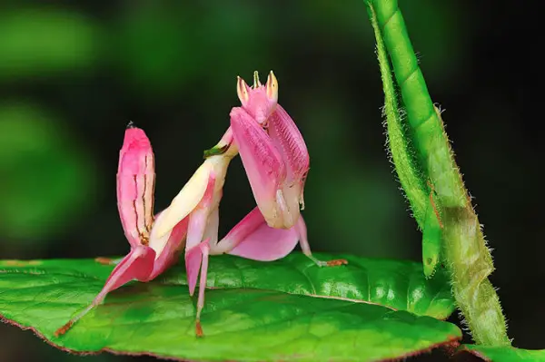 Pink orchid mantis on a leaf - World's Cutest And Most Colourful Insects.