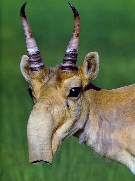 The endangered saiga antelope - 8 Most Alien-Like Creatures On Earth.