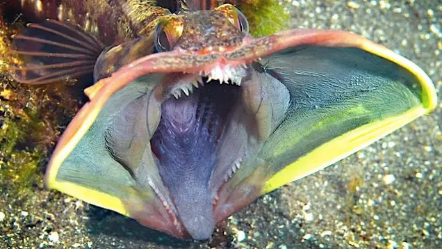 The Sarcastic Fringehead is one of the strange sea animals that swims in the ocean.