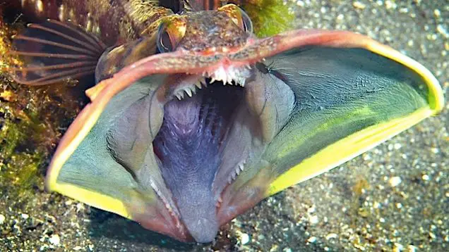 A sarcastic fringehead with a wide open mouth - 8 Most Alien-Like Creatures On Earth.