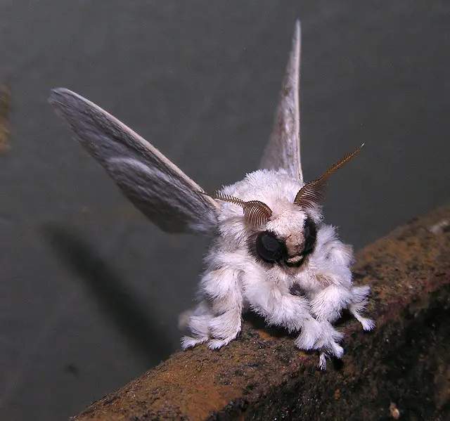 Venezuelan poodle moth - World's Cutest And Most Colourful Insects.