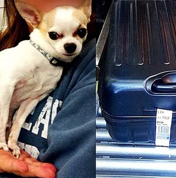 A stow-away chihuahua was found in a passenger's luggage at New York's LaGuardia Airport - 10 Strangest Things Found By Airport Security