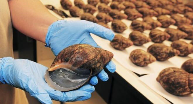 Giant African snails found by security at Los Angeles International Airport - 10 Strangest Things Found By Airport Security