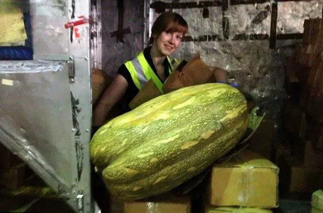 A giant squash discovered by customs at Birmingham Airport - 10 Strangest Things Found By Airport Security