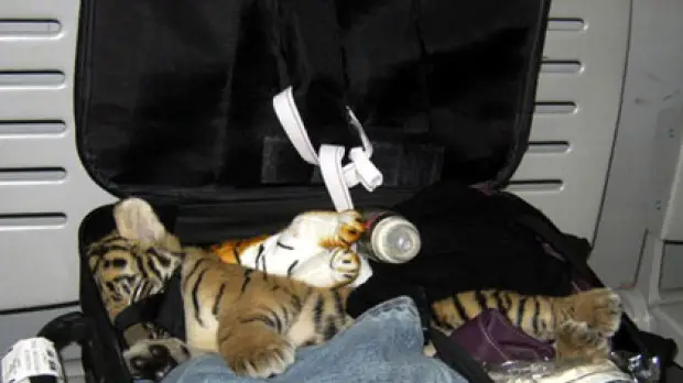 A tiger cub was discovered in a passenger's luggage at Bangkok's Suvarnabhumi Airport - 10 Strangest Things Found By Airport Security