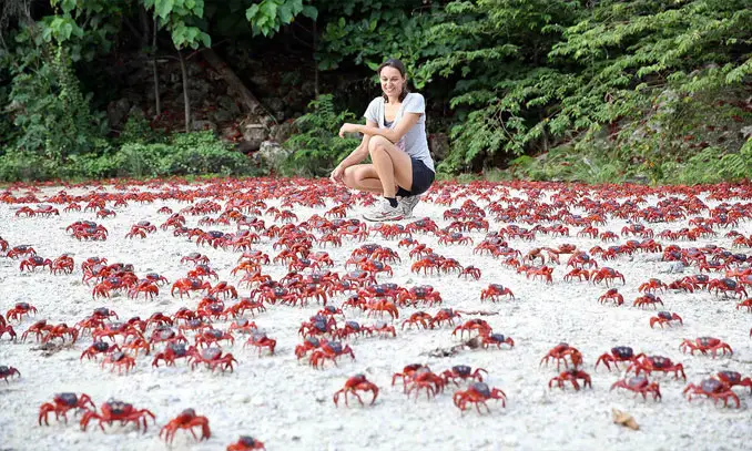Christmas Island red crabs - 10 photos you won't believe weren't photoshopped.
