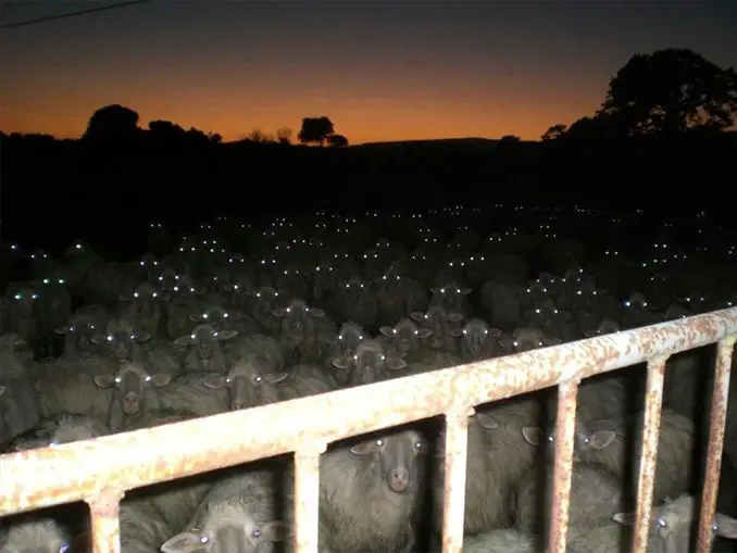 A Photo Of Many Sheep With Glowing Eyes - 10 Eerie Photos That Will Send Shivers Down Your Spine