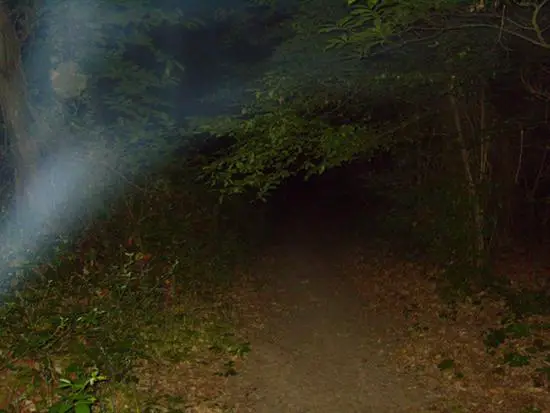 Most haunted forests in the world. 