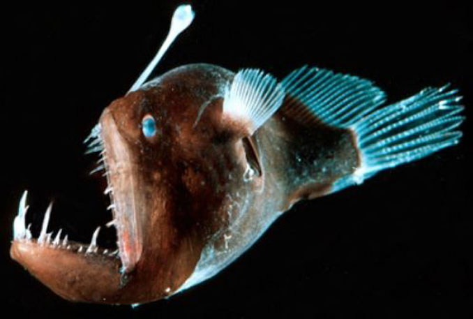 Fish With Light Bulb On Its Head - fisherjulll