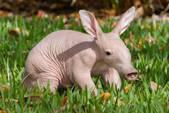 Baby anteater - 10 funniest looking animals on Earth