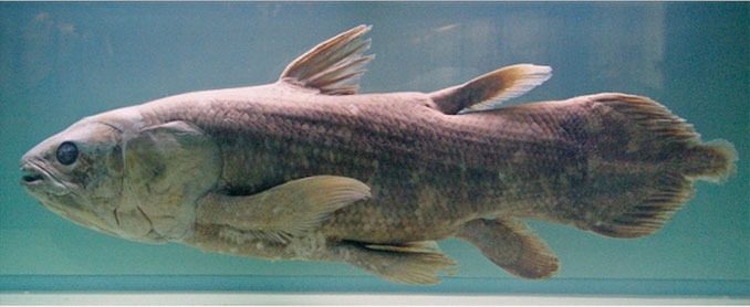 Coelacanth - 10 Weirdest Sea Creatures Ever Found