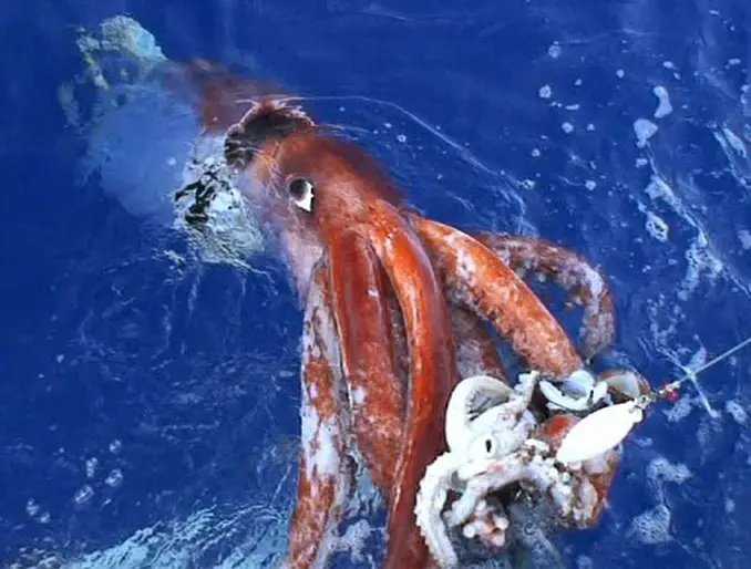 Colossal Squid - 10 Weirdest Sea Creatures Ever Found