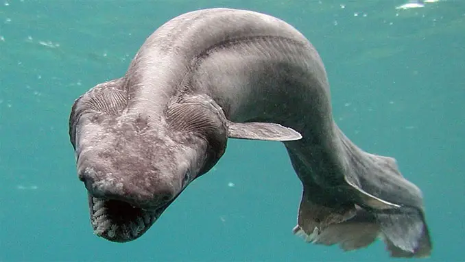 The frilled shark is one of the strangest sea animals alive.