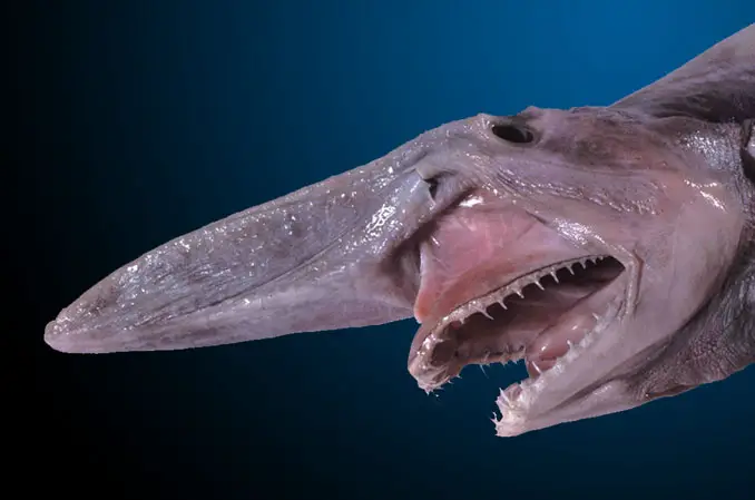 Goblin Shark - 10 Weirdest Sea Creatures Ever Found