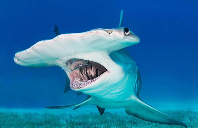 Hammerhead Shark - 10 Weirdest Sea Creatures Ever Found