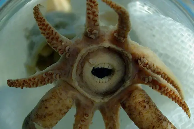 Promachoteuthis sulcus - 10 funniest looking animals on Earth