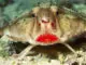 The Red Lipped Batfish is one of the strangest sea animals in the ocean.