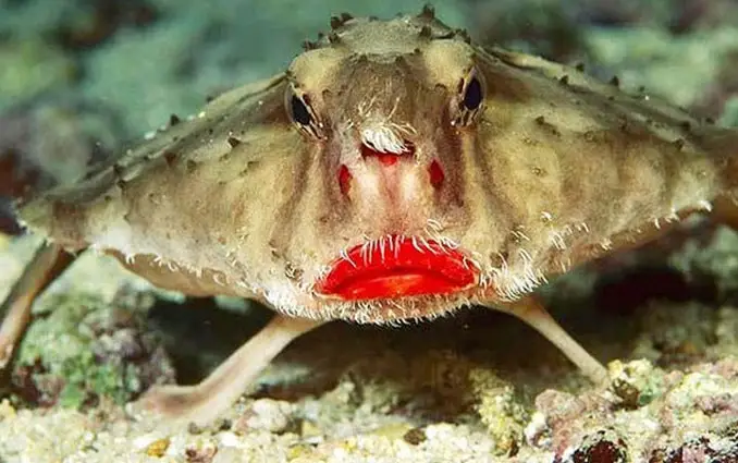 The Red Lipped Batfish is one of the strangest sea animals in the ocean.