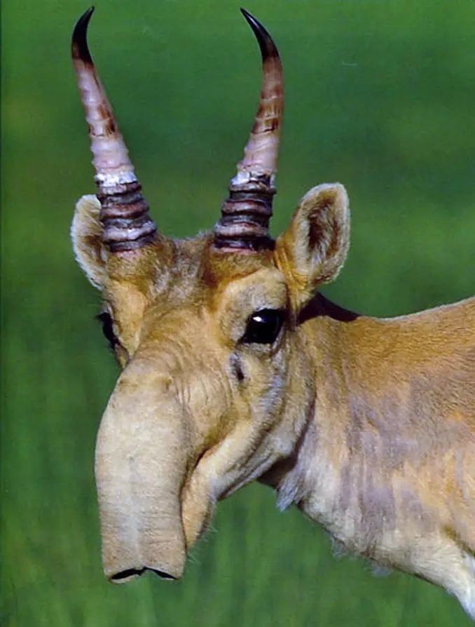 Saiga antelope - 10 funniest looking animals on Earth