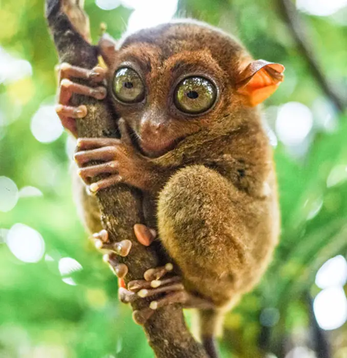 Tarsier - 10 funniest looking animals on Earth